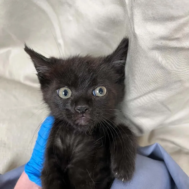 A baby small-sized male Black Domestic Short Hair cat named Squilliam Fancyson for adoption in Charlottesville, VA