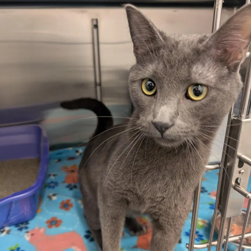 Mr. Hyde thumbnail 2