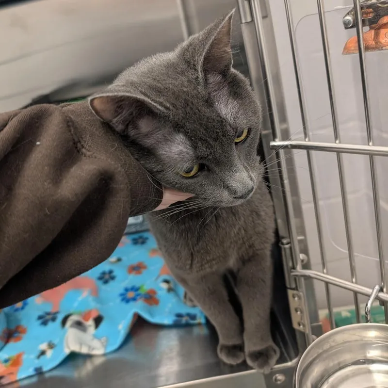 Mr. Hyde thumbnail 3