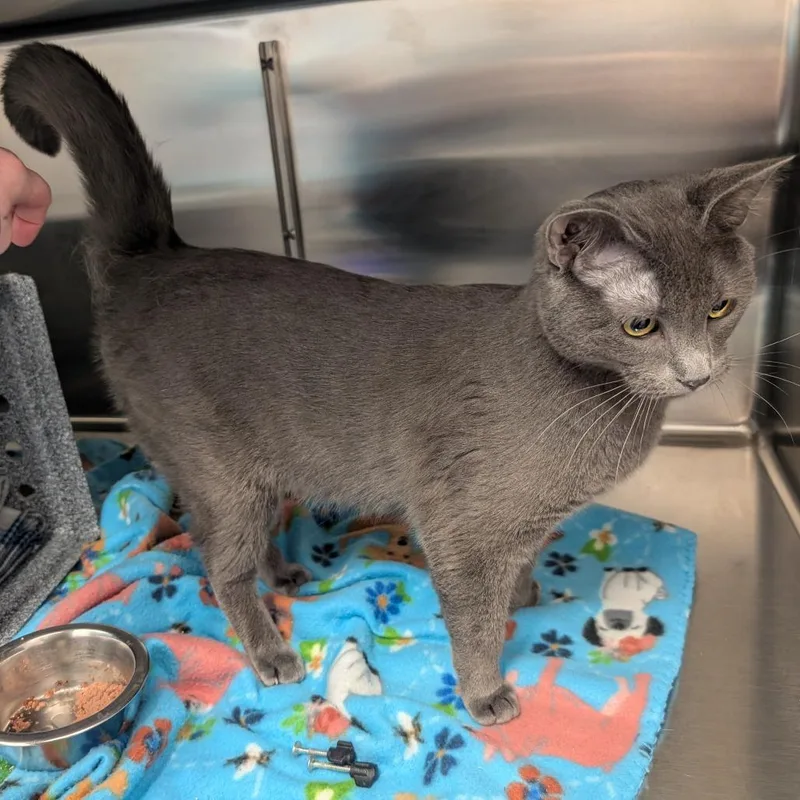 Mr. Hyde thumbnail 5