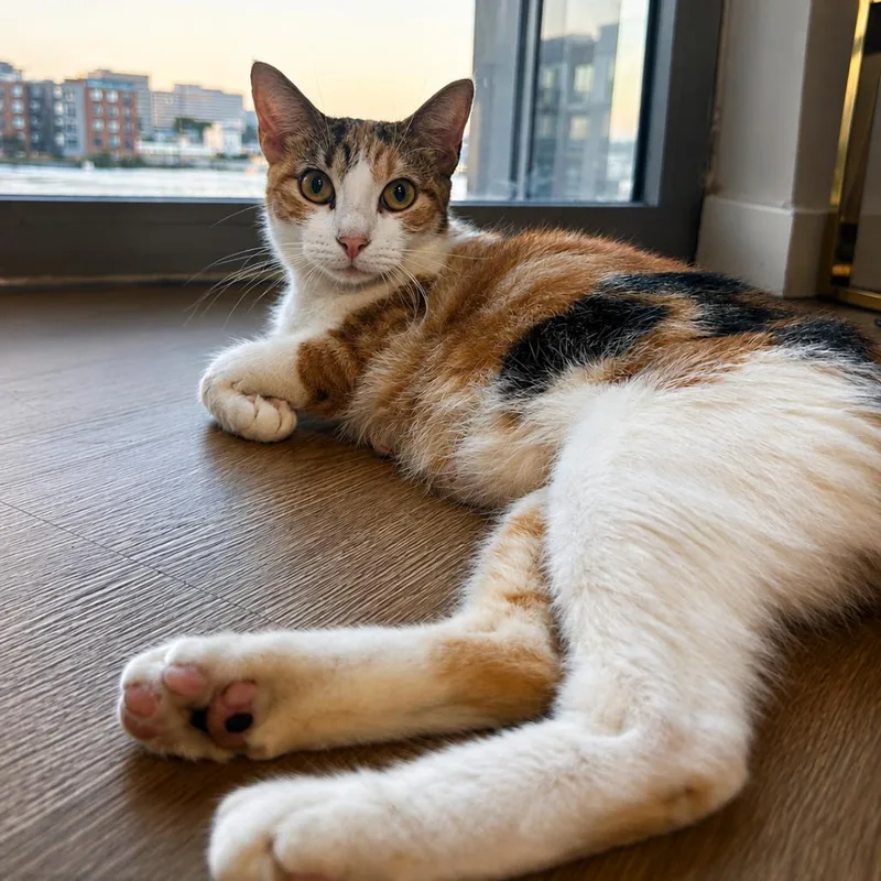 Mama Spice
