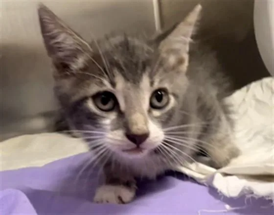 A baby small-sized male Domestic Short Hair cat named Lance for adoption in Fort Lauderdale, FL
