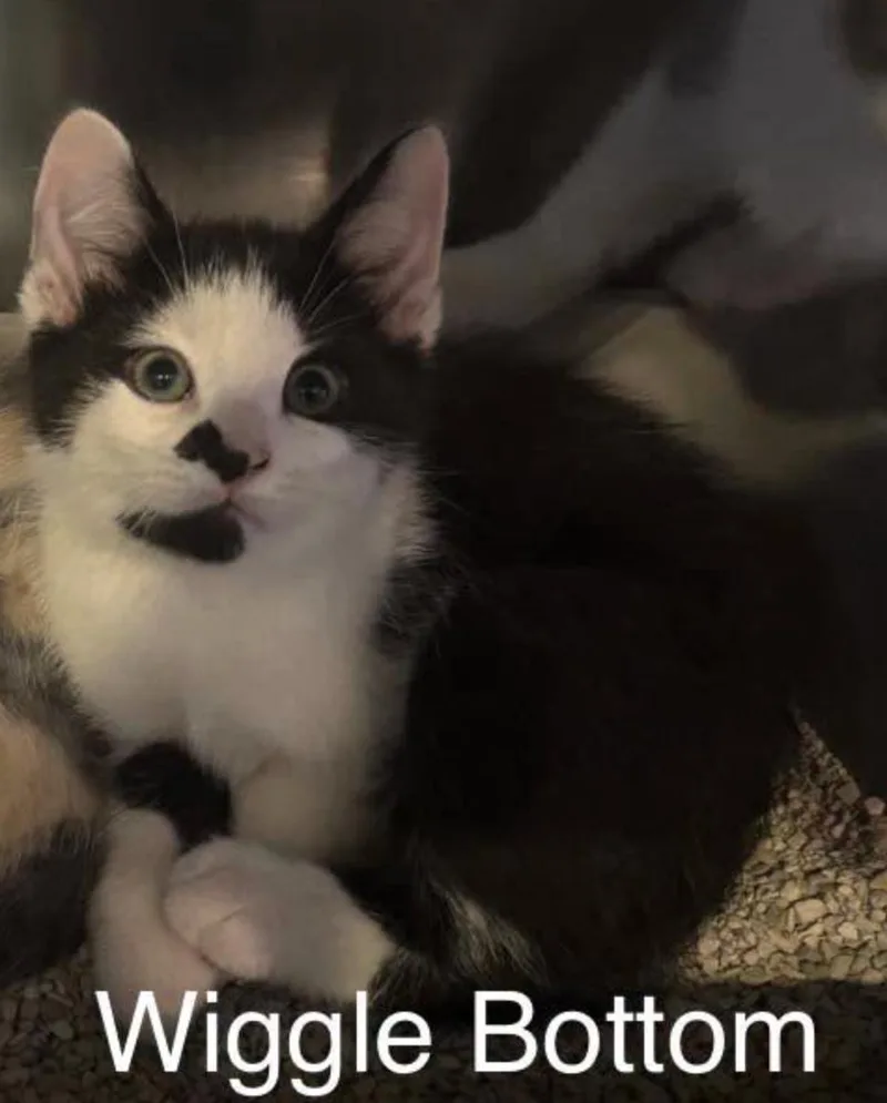 A baby small-sized male Black & White / Tuxedo Domestic Short Hair cat named Wiggle Bottom for adoption in Topsham, ME