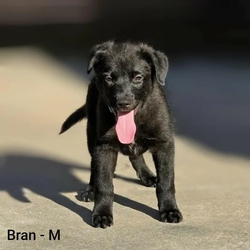 A baby medium-sized male Australian Shepherd dog named Bran for adoption in Griswold, CT
