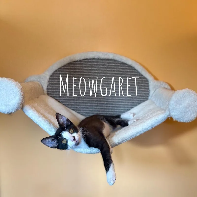 A baby small-sized female Black Domestic Short Hair cat named Meowgaret for adoption in Washington, PA