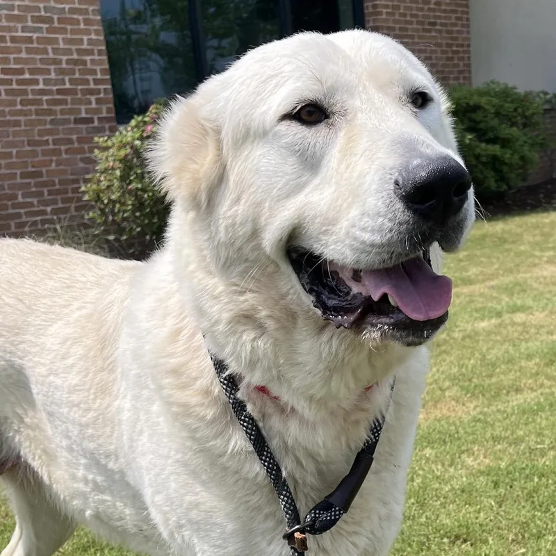 An adult extra large-sized female White / Cream Caucasian Sheepdog / Caucasian Ovtcharka dog named Arabella for adoption in Waggaman, LA
