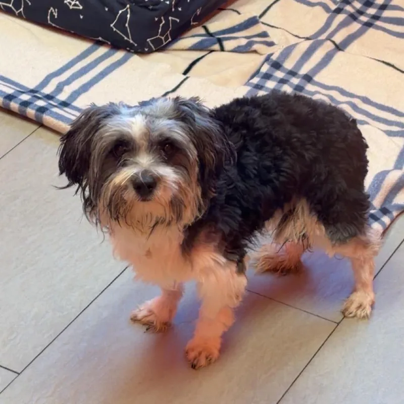A young small-sized male White / Cream Shih Tzu dog named Denver for adoption in Newark, NJ