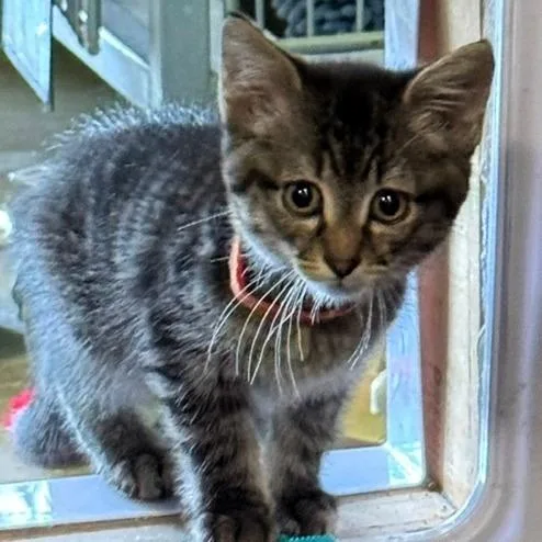 Huey