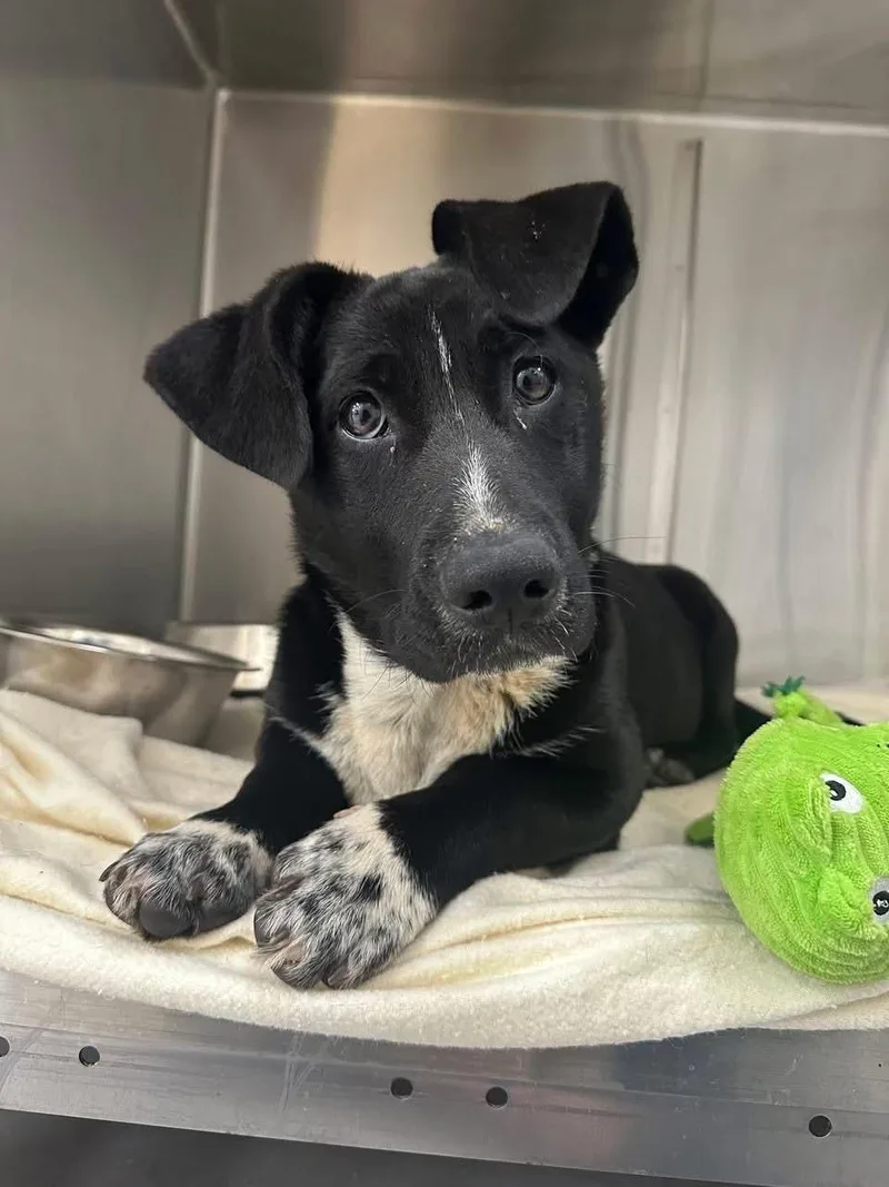 A young small-sized male Basset Hound dog named Peter Perrito for adoption in Alpharetta, GA