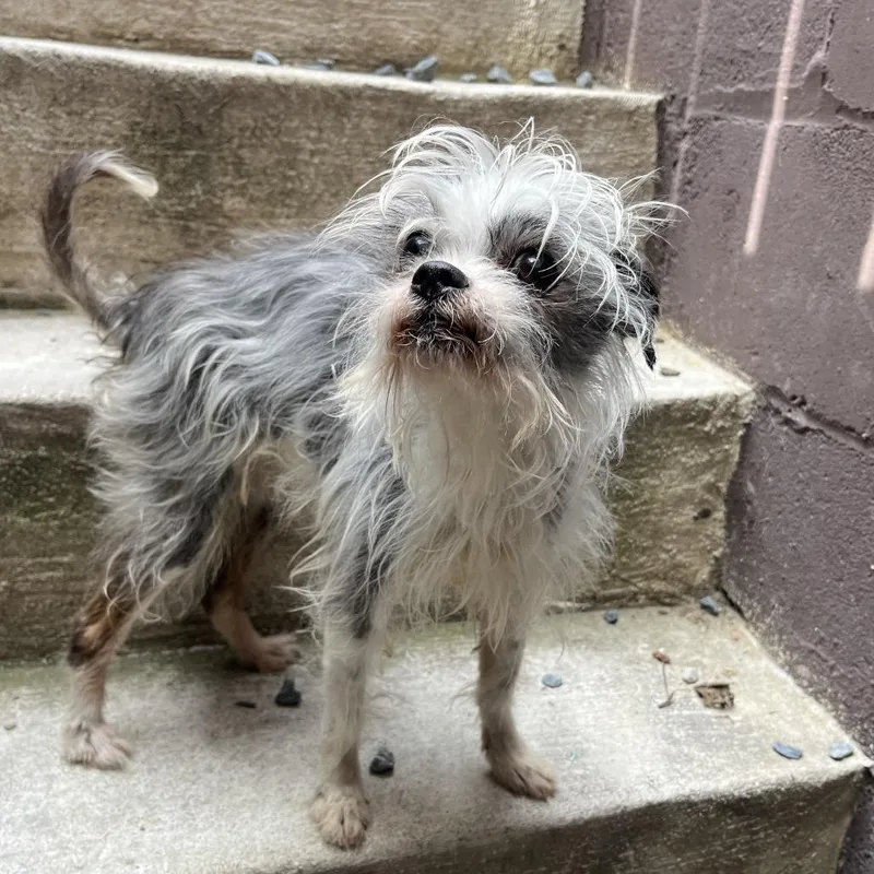 A senior small-sized male White / Cream Chihuahua dog named Chip for adoption in Pasadena , MD