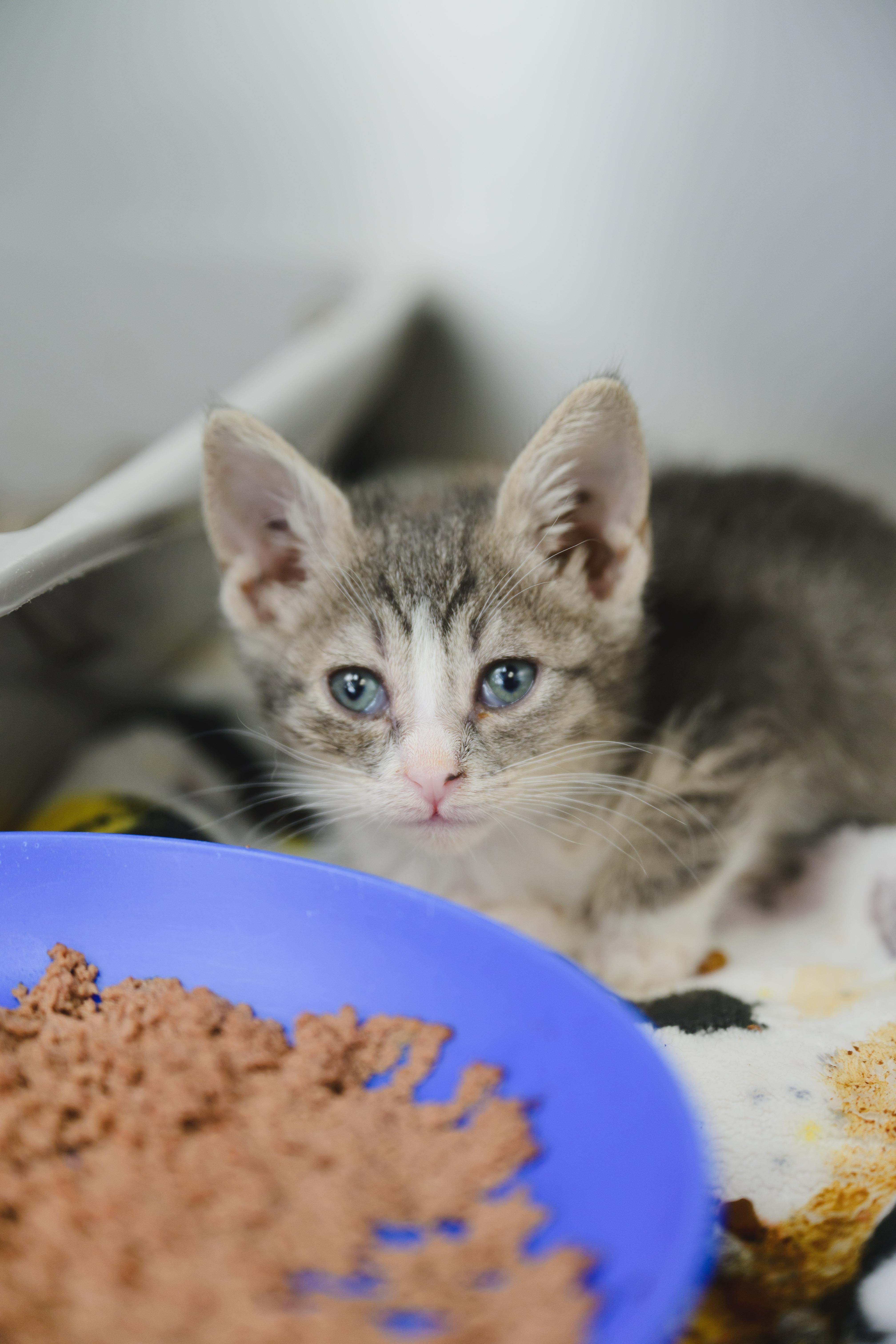 A baby small-sized female Domestic Short Hair cat named Empress for adoption in Honolulu, HI