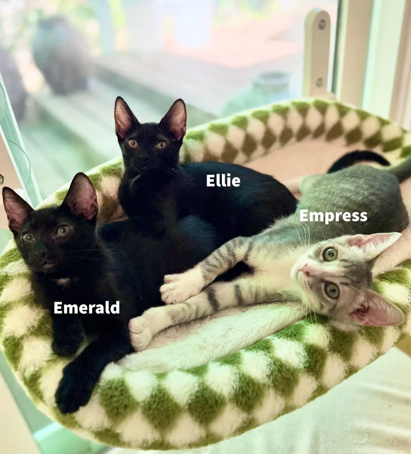 Empress thumbnail 5