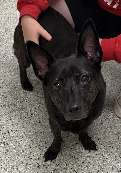 A senior medium-sized female Black Cardigan Welsh Corgi dog named Ninny May for adoption in Kansas City, MO