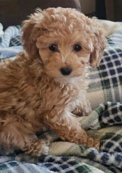 A baby small-sized female Maltese dog named River for adoption in Malvern, PA