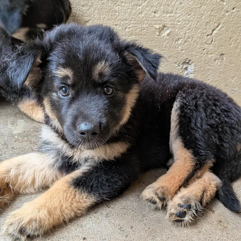 A baby medium-sized female Black Mixed Breed dog named SSky for adoption in Tulsa, OK