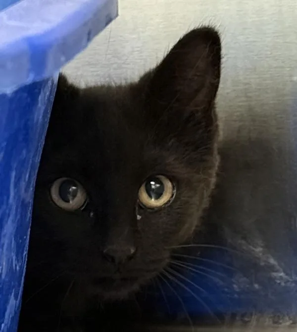 A baby small-sized male Domestic Short Hair cat named Peppercorn for adoption in Golden, CO