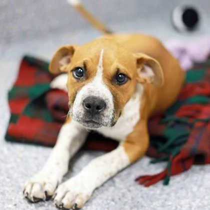 A baby small-sized male White / Cream English Bulldog dog named Porkchop for adoption in Atlanta, GA