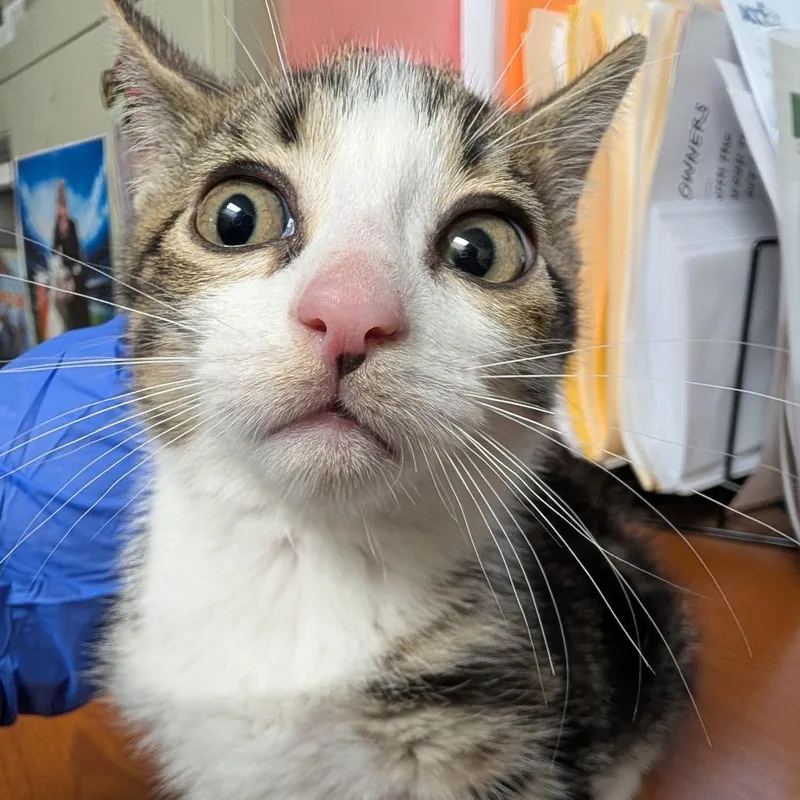 A baby small-sized male White Domestic Short Hair cat named Chuckie for adoption in Philadelphia, PA