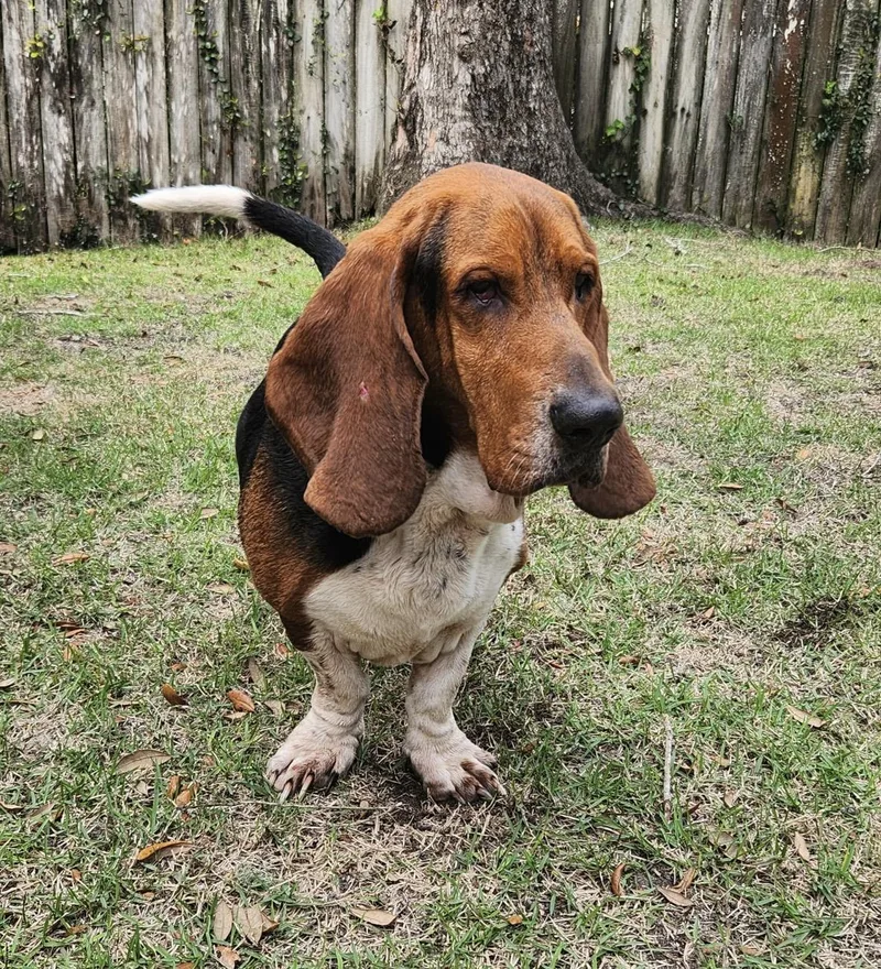 Roscoe thumbnail 2