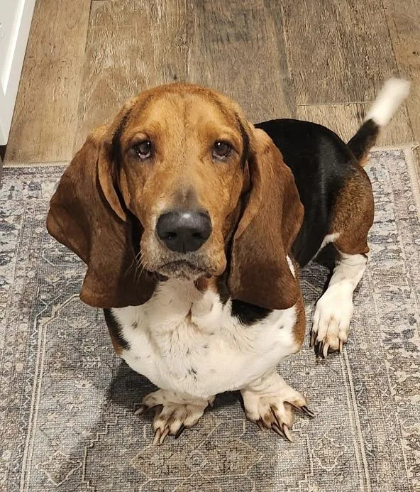 A young medium-sized male Tricolor (Brown, Black, & White) Basset Hound dog named Roscoe for adoption in Auburndale, FL