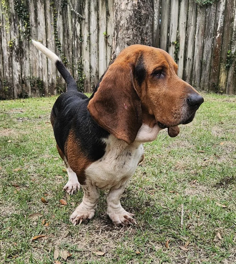 Roscoe thumbnail 3