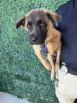 A baby small-sized female Brown / Chocolate Belgian Shepherd / Malinois dog named 61803463 for adoption in El Paso, TX