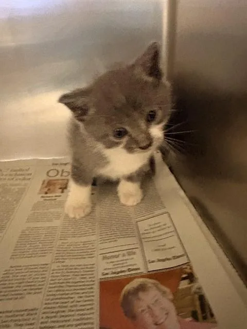 A baby small-sized male Domestic Short Hair cat named Luigi for adoption in Riverside, CA