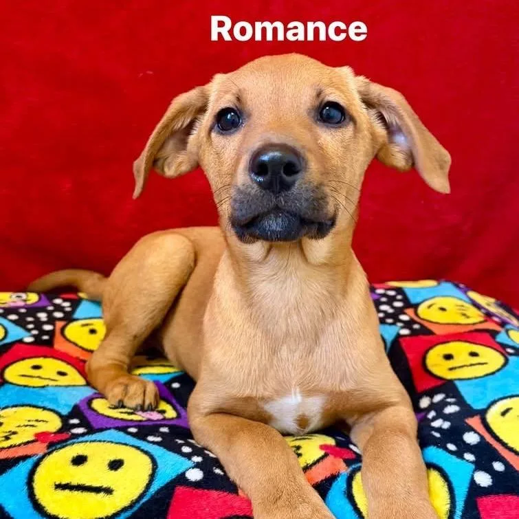 Romance thumbnail 3
