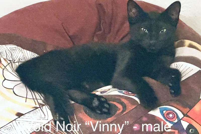 Vinny thumbnail 4