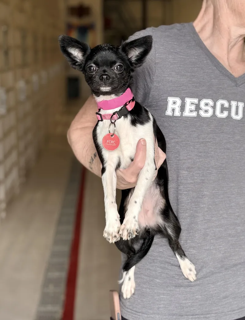 An adult small-sized female Chihuahua dog named Piggly for adoption in Chicago, IL