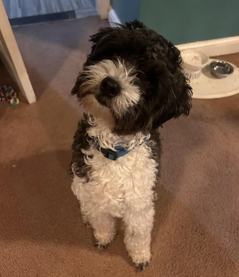 A baby small-sized male Black Shih poo dog named Ozzy for adoption in Pelham, NH
