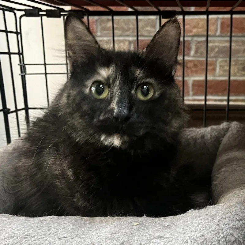 A young medium-sized female Tortoiseshell cat named Juicy for adoption in Danbury, CT