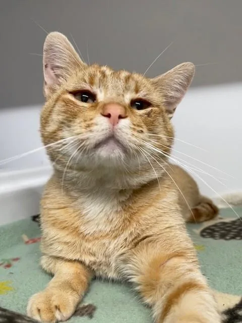 An adult medium-sized male Tabby (Orange / Red) Domestic Short Hair cat named Taco for adoption in Hayward, WI