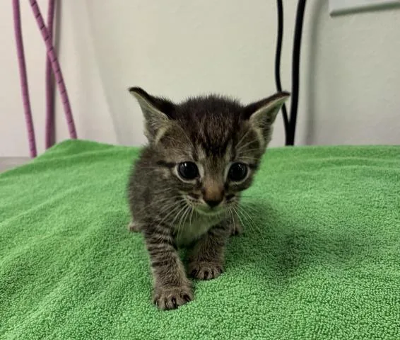 A baby small-sized female Domestic Short Hair cat named Gabby for adoption in Pensacola, FL