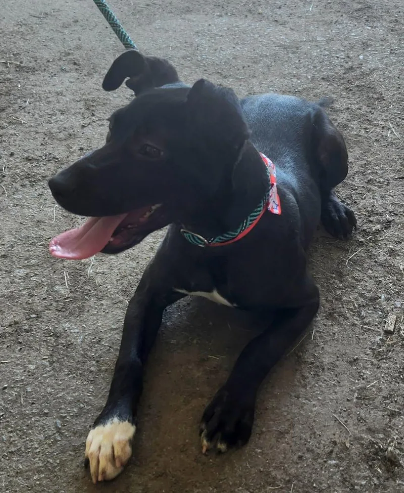 A baby medium-sized female Labrador Retriever dog named Kristin for adoption in Little Rock, AR