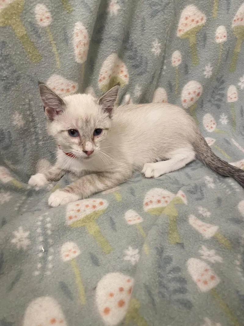 A young medium-sized male Siamese cat named Moon for adoption in Mobile, AL
