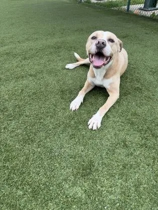An adult large-sized male Pit Bull Terrier dog named Sanderson for adoption in Independence, MO