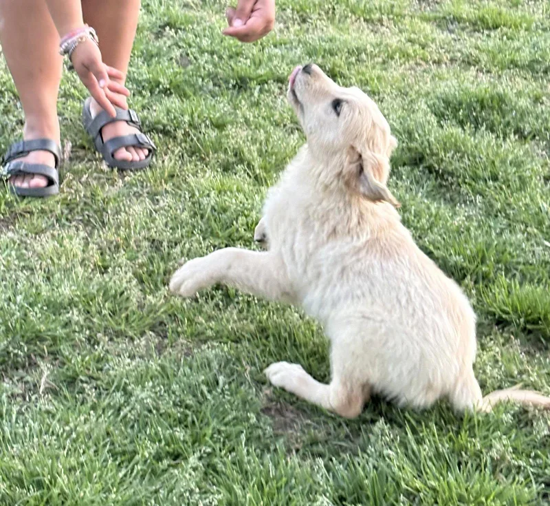 Chloe Months Spay Contract