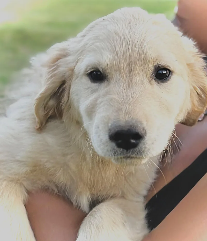 Chloe Months Spay Contract thumbnail 2