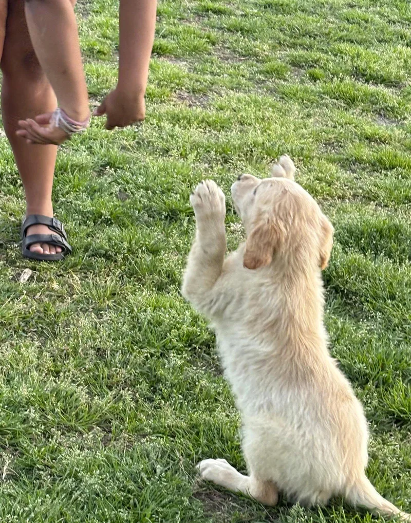 Chloe Months Spay Contract thumbnail 3