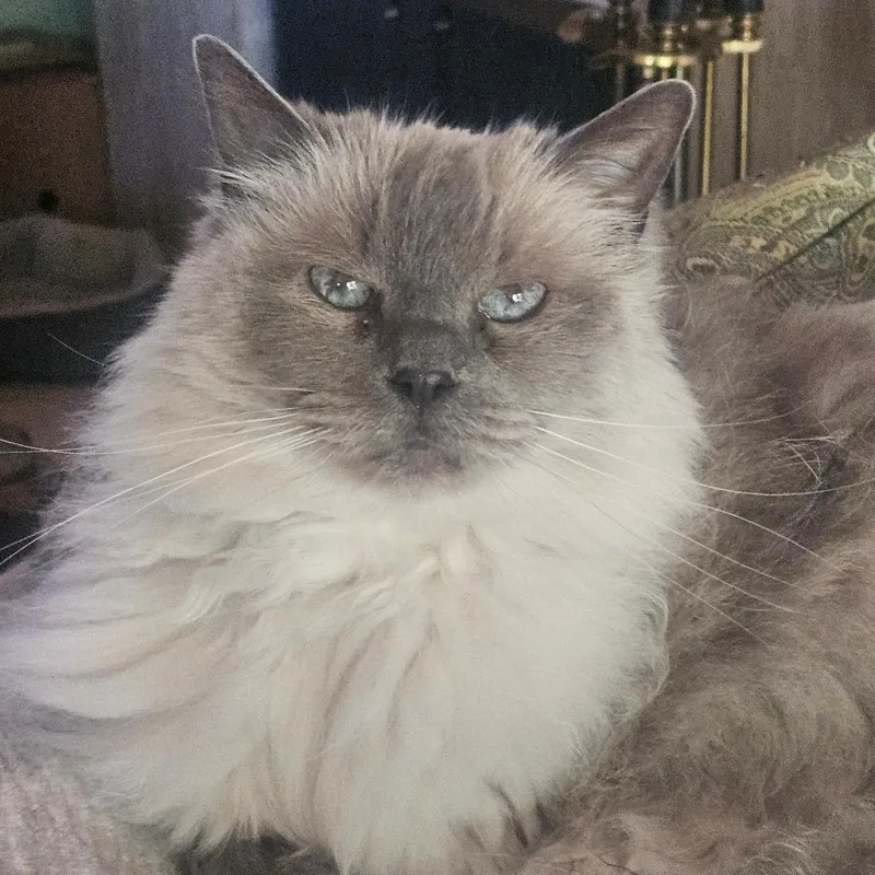 A senior large-sized female Gray / Blue / Silver Ragdoll cat named Mia for adoption in Ramona, CA