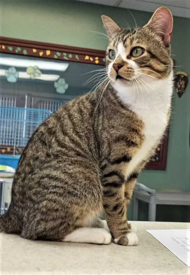 An adult large-sized male Domestic Short Hair cat named Tom Hanks for adoption in Waupaca, WI