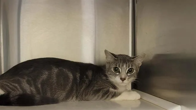 A young small-sized female Domestic Short Hair cat named Belen for adoption in Tustin, CA