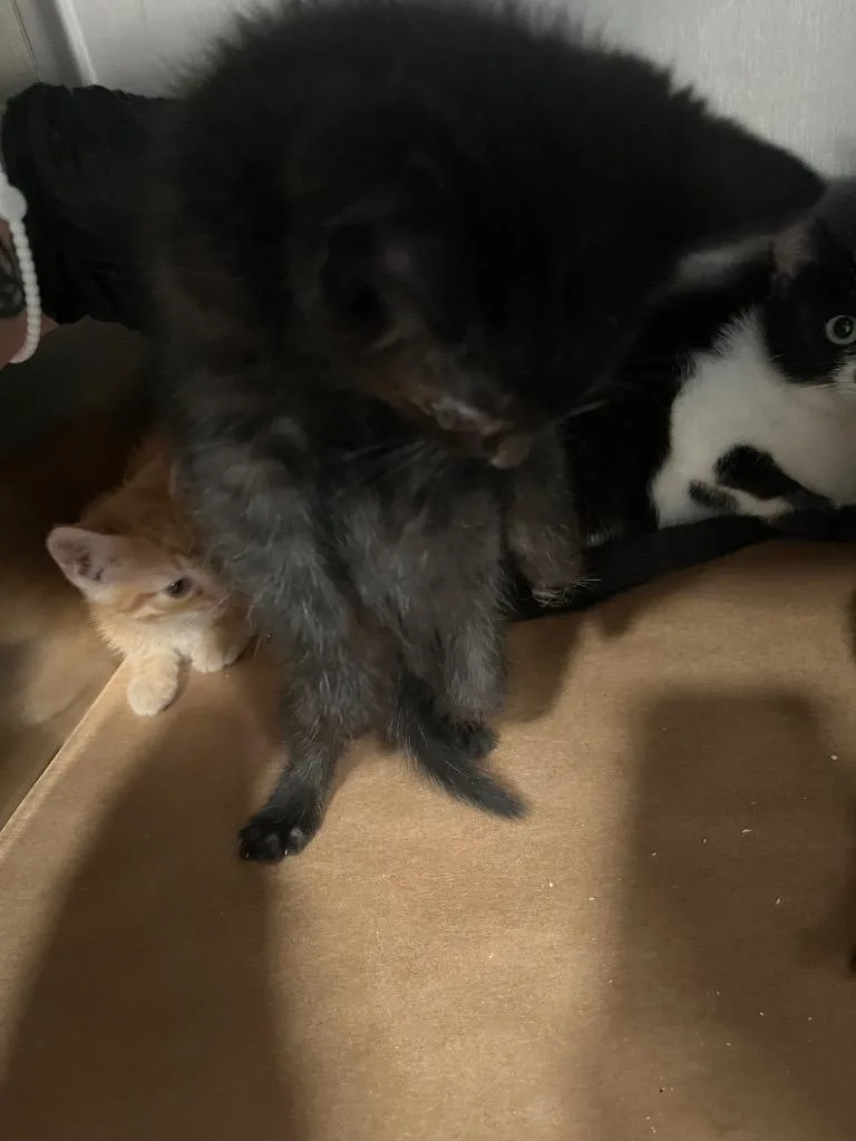 A baby large-sized male Domestic Short Hair cat named Peter for adoption in Cartersville , GA