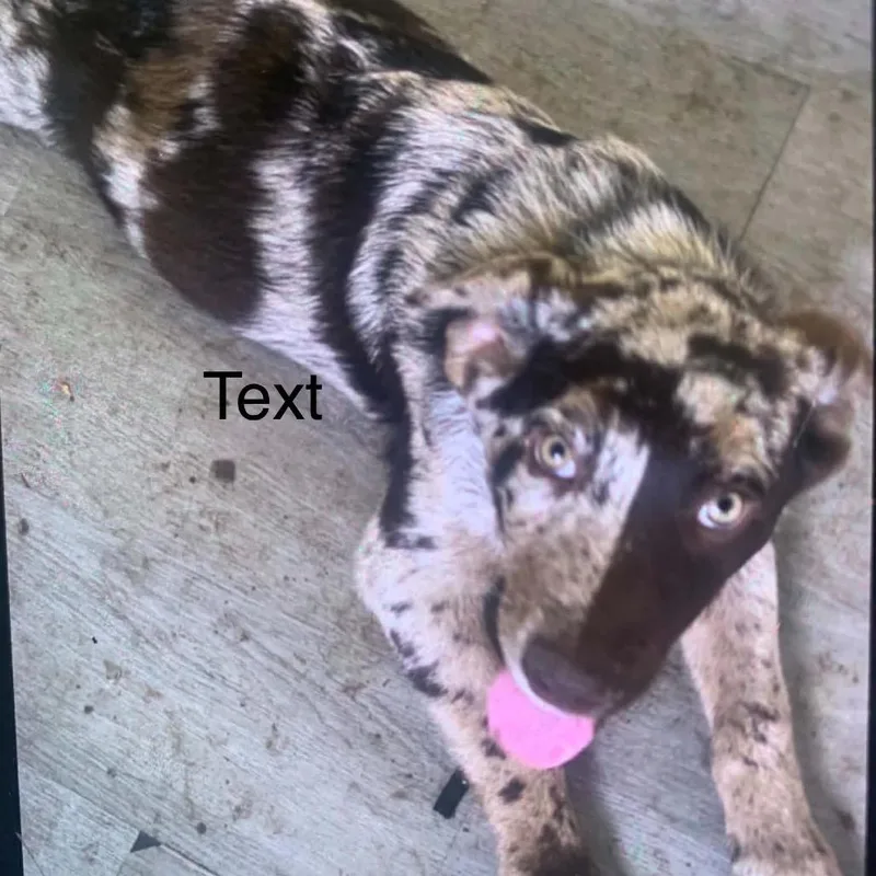 A young medium-sized male Brown / Chocolate Mixed Breed dog named Cowboy for adoption in Tulsa, OK