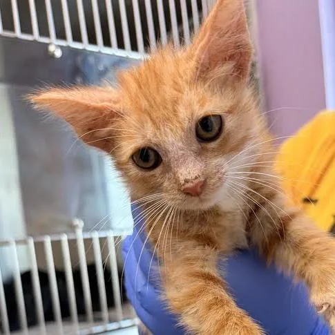 A baby small-sized male Orange / Red Domestic Short Hair cat named Mango for adoption in Marshall, TX