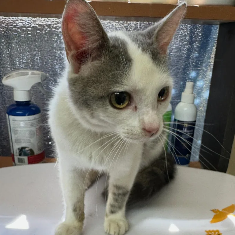 A young medium-sized male White Domestic Short Hair cat named Toby for adoption in Corinth, MS