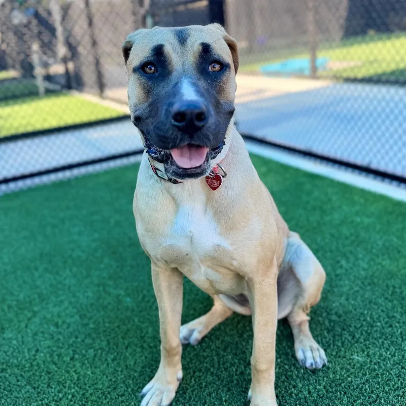 A young large-sized female Yellow / Tan / Blond / Fawn Mastiff dog named Cleo A for adoption in Mission Hills, CA