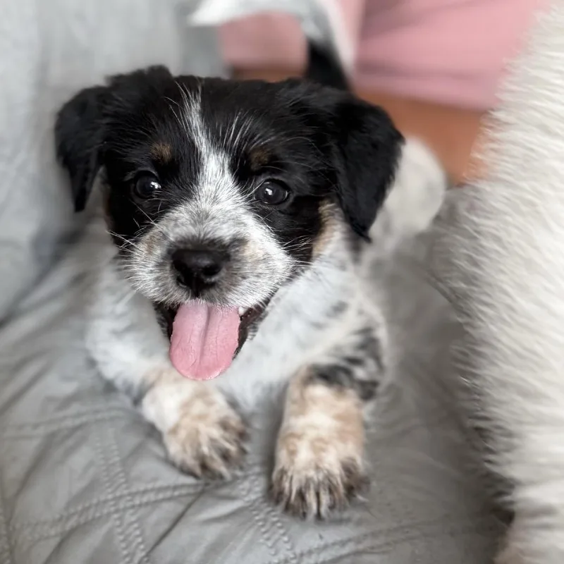 A baby small-sized female Maltese dog named Bessie for adoption in Southside, TN