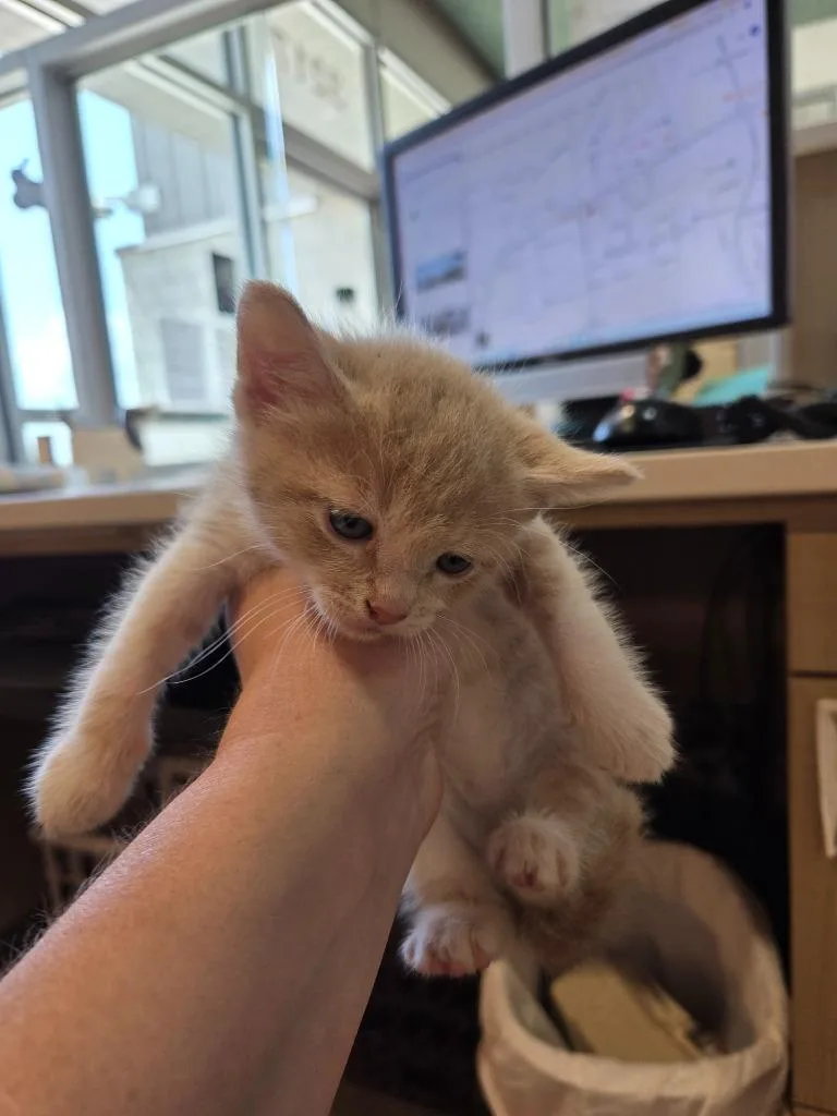 A baby small-sized female Domestic Short Hair cat named Ivy for adoption in Bossier City, LA